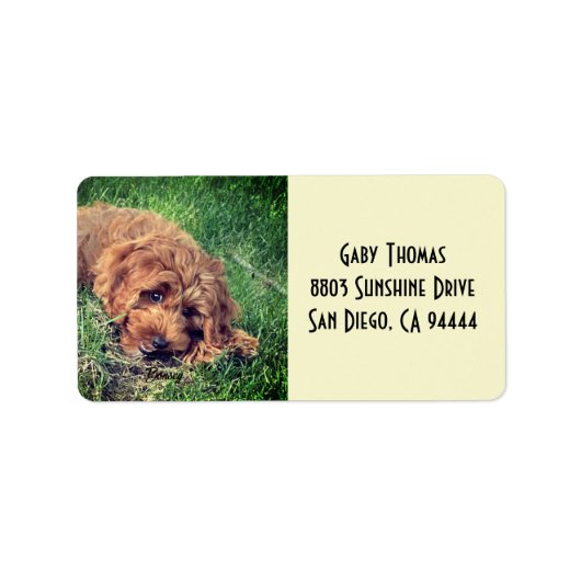 Golden Doodle Address Labels Adressaufkleber (Vorne)
