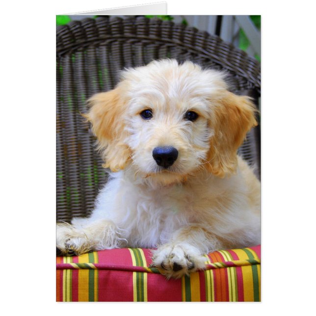 Golden Doodle Puppy (Vorne)
