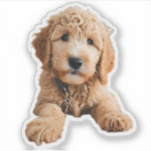Golden Doodle Puppy Aufkleber (Vorderseite)
