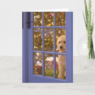 Golden Doodle puppy looking out glass door with Feiertagskarte
