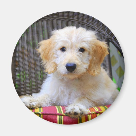 Golden Doodle Puppy Magnet (Vorne)