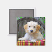 Golden Doodle Puppy Magnet (Vorderseite/Rückseite)