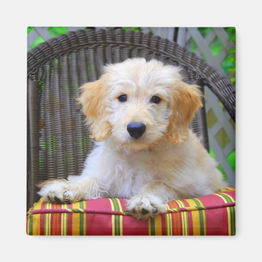 Golden Doodle Puppy Magnet (Vorne)
