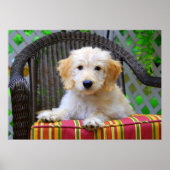 Golden Doodle Puppy Poster (Vorne)