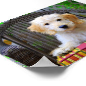 Golden Doodle Puppy Poster (Ecke)