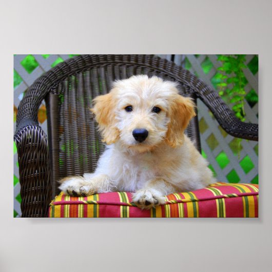 Golden Doodle Puppy Poster (Vorne)