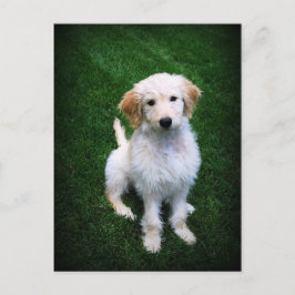 Golden Doodle Puppy Postkarte