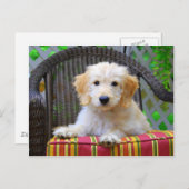 Golden Doodle Puppy Postkarte (Vorne/Hinten)