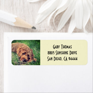 Golden Doodle Rücksendeadressen-Aufkleber