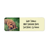 Golden Doodle Rücksendeadressen-Aufkleber (Vorne)