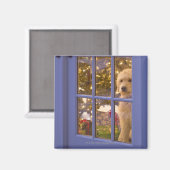 Golden Doodle Welpe mit Glastür Magnet (Vorderseite/Rückseite)