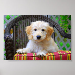 Golden Doodle Welpenposter Poster