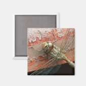 Golden Dragonfly Magnet (Vorderseite/Rückseite)