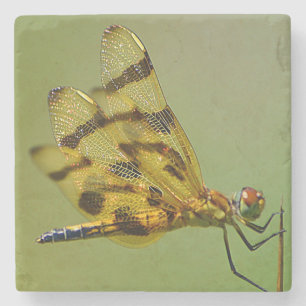 Golden Dragonfly Stone Untersetzer