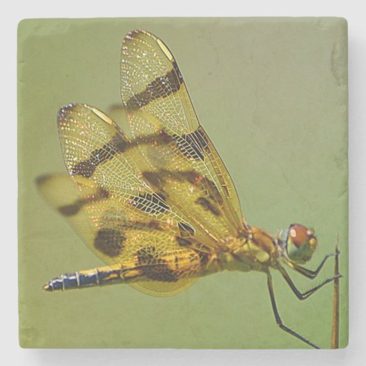 Golden Dragonfly Stone Untersetzer (Vorderseite)