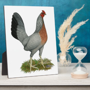 Golden Duckwing Hen Fotoplatte