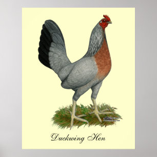 Golden Duckwing Hen Poster