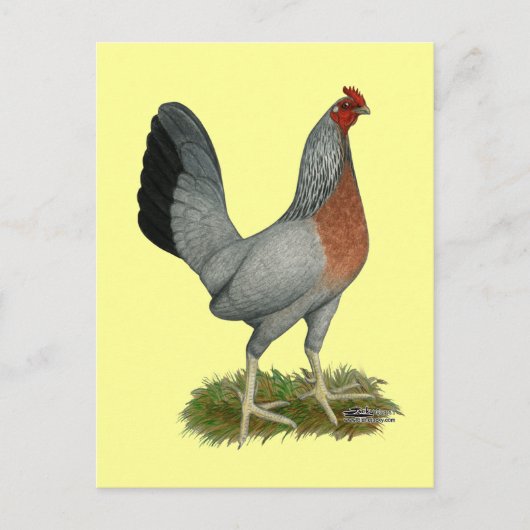 Golden Duckwing Hen Postkarte (Vorderseite)