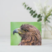 Golden Eagle Closeup Postkarte (Stehend Vorderseite)