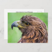 Golden Eagle Closeup Postkarte (Vorne/Hinten)