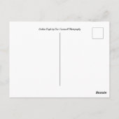 Golden Eagle Closeup Postkarte (Rückseite)