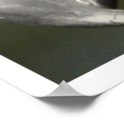 Golden Eagle Face Poster (Ecke)