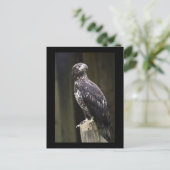 Golden Eagle Foto Postkarte (Stehend Vorderseite)