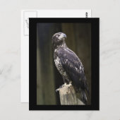 Golden Eagle Foto Postkarte (Vorne/Hinten)