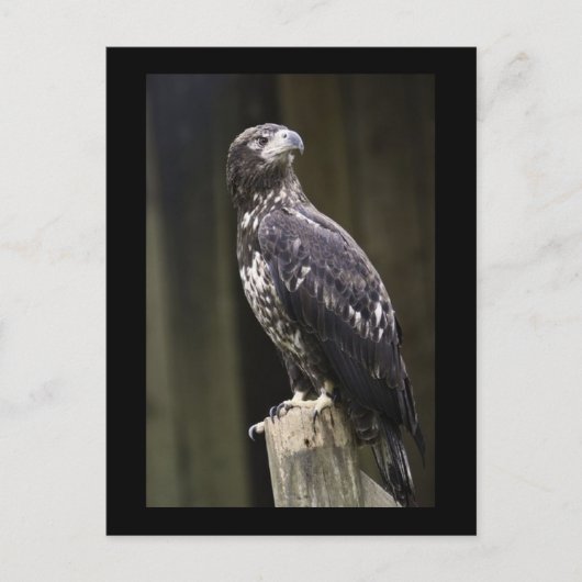 Golden Eagle Foto Postkarte (Vorderseite)