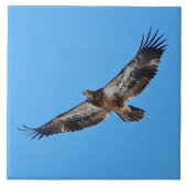 Golden Eagle Large 6 Zoll x 6 Zoll Fliese (Vorderseite)