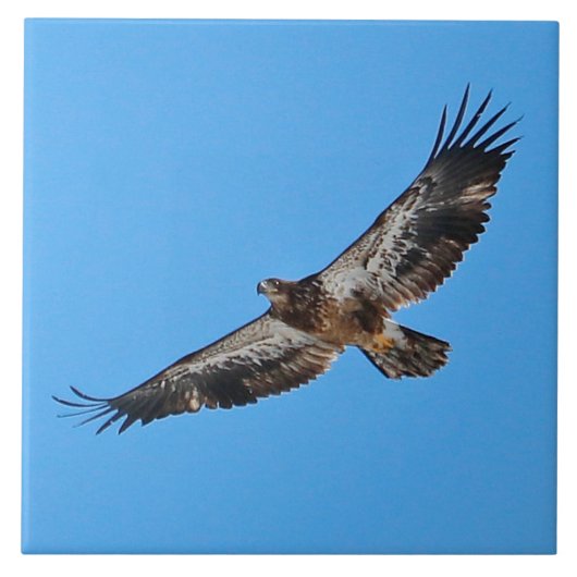 Golden Eagle Large 6 Zoll x 6 Zoll Fliese (Vorderseite)