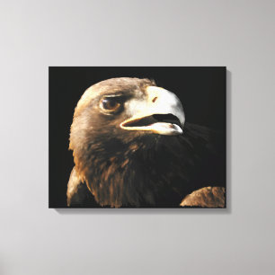 Golden Eagle Portrait Leinwanddruck