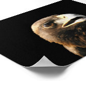 Golden Eagle Portrait Poster (Ecke)