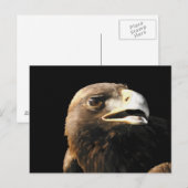 Golden Eagle Portrait Postkarte (Vorne/Hinten)