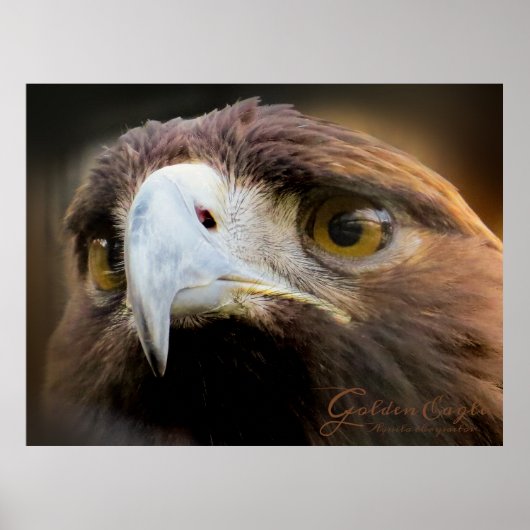 Golden Eagle:Poster Poster (Vorne)