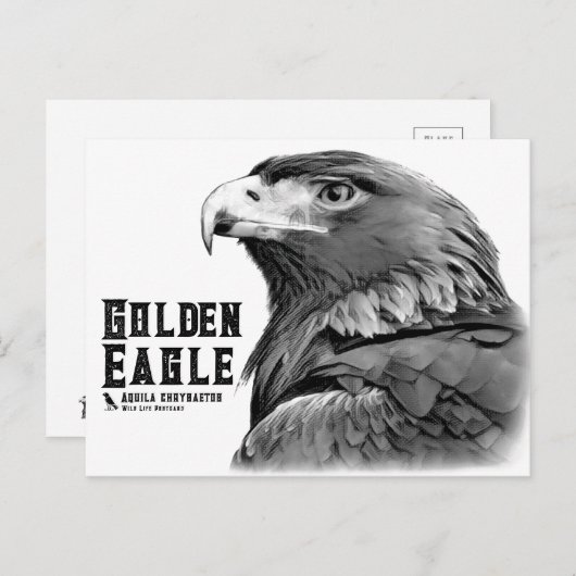 Golden Eagle Postkarte (Vorne/Hinten)