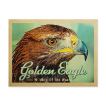 Golden Eagle Postkarte - Wildnis der Welt