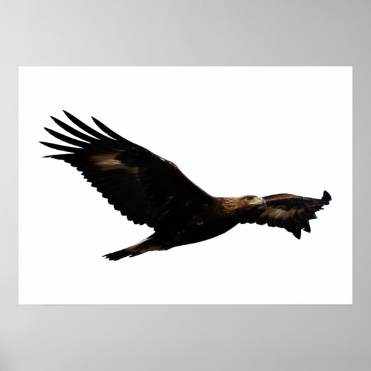 Golden Eagle Soaring Poster (Vorne)
