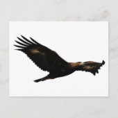Golden Eagle Soaring Postkarte (Vorderseite)