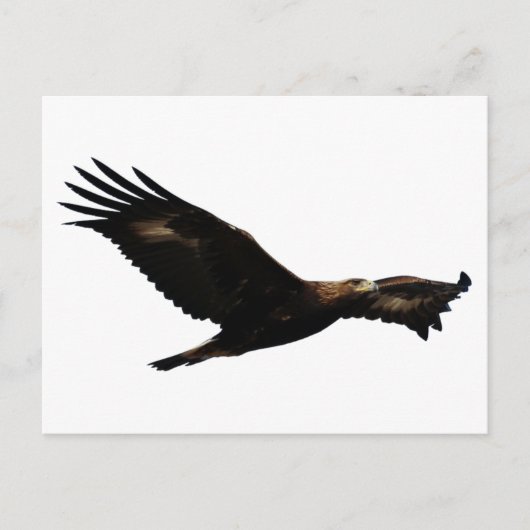 Golden Eagle Soaring Postkarte (Vorderseite)