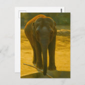 Golden Elephant Wisdom - Majestic Wildlife Postkarte (Vorne/Hinten)