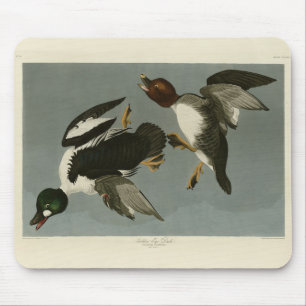 Golden-Eye Duck - von Audubons Vögeln Amerikas Mousepad