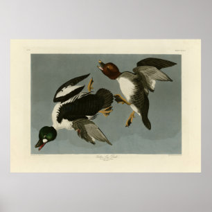 Golden-Eye Duck - von Audubons Vögeln Amerikas Poster