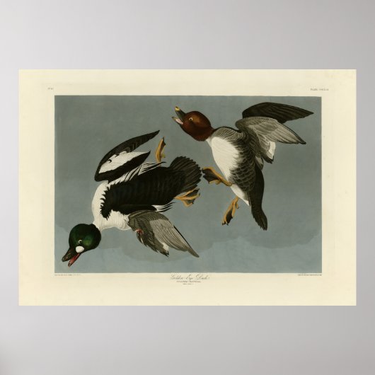 Golden-Eye Duck - von Audubons Vögeln Amerikas Poster (Vorne)