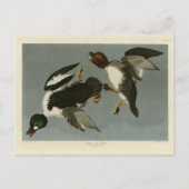 Golden-Eye Duck - von Audubons Vögeln Amerikas Postkarte (Vorderseite)