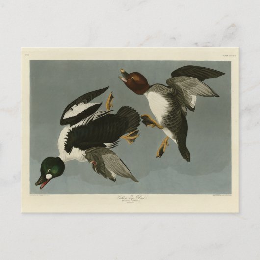 Golden-Eye Duck - von Audubons Vögeln Amerikas Postkarte (Vorderseite)