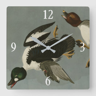 Golden-Eye Duck - von Audubons Vögeln Amerikas Quadratische Wanduhr