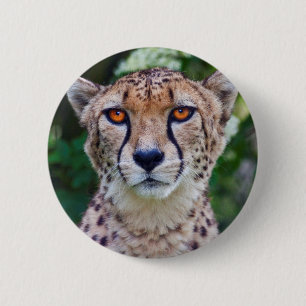 Golden Eyes Abzeichen Button