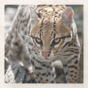 Golden Eyes Glass Untersetzer