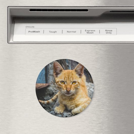 Golden Eyes Magnet (In Situ (Geschirrspüler))